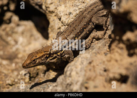 Canarische Hagedis, Teneriffa Eidechse Stockfoto