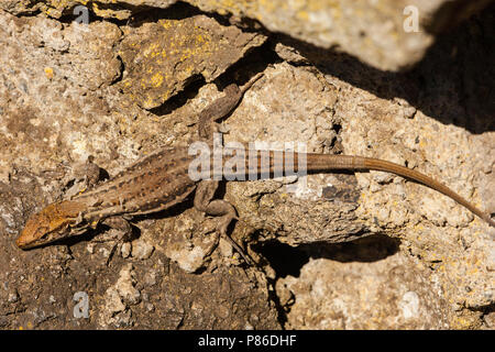 Canarische Hagedis, Teneriffa Eidechse Stockfoto