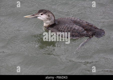 Nach winter plumaged Weiß-billed Diver (Gavia adamsii) Stockfoto