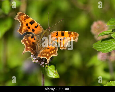 Gehakkelde Aurelia/Komma Schmetterling (Polygonia c-Album) Stockfoto