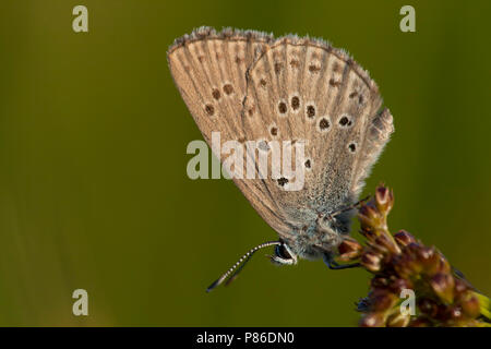 Gentiaanblauwtje/Blau (Phengaris Alcon Alcon) Stockfoto