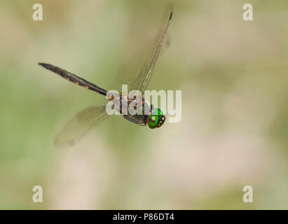 Imago Gevlekte glanslibel; Erwachsene Gelb-spotted Smaragd; Stockfoto