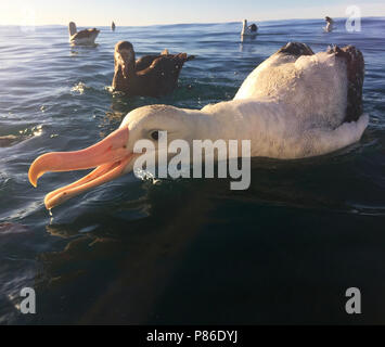 Gibson's Albatross (Diomedea gibsoni) Offshore schwimmen auf Keikoura, Neuseeland Stockfoto