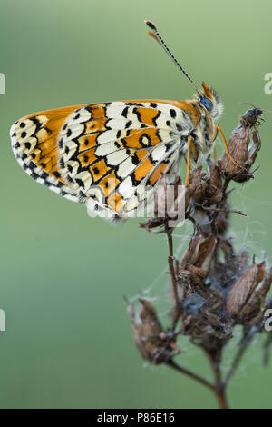 Rustende veldparelmoervlinder/ruhenden Glanville fritillary Stockfoto