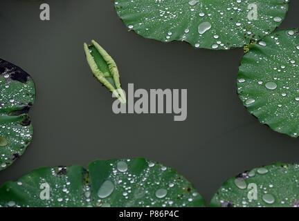 Juli 10, 2018 - Huai'An, Ningbo, China - Ningbo, China - Tautropfen auf Lotus Blätter an Bochi Hill Park in Huai'an, der ostchinesischen Provinz Jiangsu. Credit: SIPA Asien/ZUMA Draht/Alamy leben Nachrichten Stockfoto