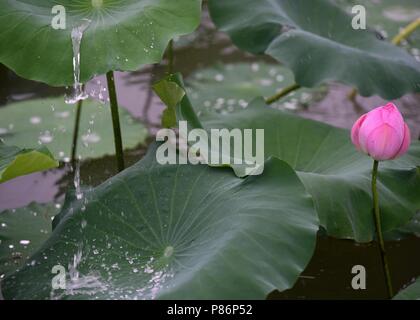 Juli 10, 2018 - Huai'An, Ningbo, China - Ningbo, China - Tautropfen auf Lotus Blätter an Bochi Hill Park in Huai'an, der ostchinesischen Provinz Jiangsu. Credit: SIPA Asien/ZUMA Draht/Alamy leben Nachrichten Stockfoto