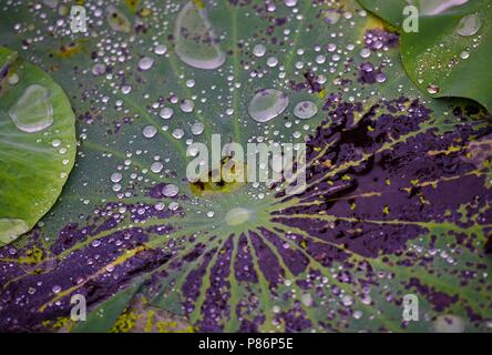 Juli 10, 2018 - Huai'An, Ningbo, China - Ningbo, China - Tautropfen auf Lotus Blätter an Bochi Hill Park in Huai'an, der ostchinesischen Provinz Jiangsu. Credit: SIPA Asien/ZUMA Draht/Alamy leben Nachrichten Stockfoto