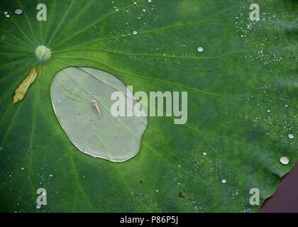 Juli 10, 2018 - Huai'An, Ningbo, China - Ningbo, China - Tautropfen auf Lotus Blätter an Bochi Hill Park in Huai'an, der ostchinesischen Provinz Jiangsu. Credit: SIPA Asien/ZUMA Draht/Alamy leben Nachrichten Stockfoto