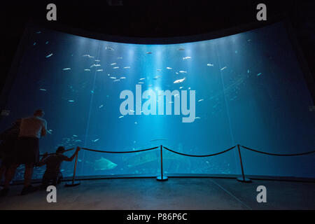 09. Juli 2018, Deutschland, Stralsund: Touristen beobachten Fische im Aquarium 'offenen Atlantik' (lit. offenen Atlantik). Das Aquarium "offenen Atlantik' ist das Herz des Aquariums und gleichzeitig das größte Aquarium der Ozeanarium mit 2, 6 Millionen Liter Wasser. Besucher sind in der Lage, seine riesigen Dimensionen von zwei Ebenen zu betrachten. Das Aquarium ist neun Meter tief mit einem Durchmesser von 17 Meter. Die acrylplatte der 50 square meter Panorama Fenster ist 30 Zentimeter dick, um den Wasserdruck standhalten. Das Oceanarium ist die Oberseite der Linie von Mecklenburg-vorpommern Stockfoto