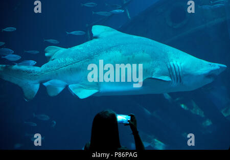 09. Juli 2018, Deutschland, Stralsund: ein Sandtigerhai schwimmt im Aquarium 'offenen Atlantik' (lit. offenen Atlantik) im Oceanarium und beobachtet werden und durch einen Besucher fotografiert. Die fast drei Meter langen Sand Tiger Shark weiblichen Niki wurde aus dem Berliner Zoo Aquarium in 2012 übertragen, weil Ihr Tank zu klein. Das Oceanarium ist die Oberseite der Linie von Mecklenburg-vorpommern Museumslandschaft. Seit seiner Eröffnung vor zehn Jahren 6, 2 Millionen Menschen besuchten das Ozeanarium. Nun, die Fusion mit der ozeanographischen Museums ist geplant. Foto: Stefan Sauer/dpa Stockfoto