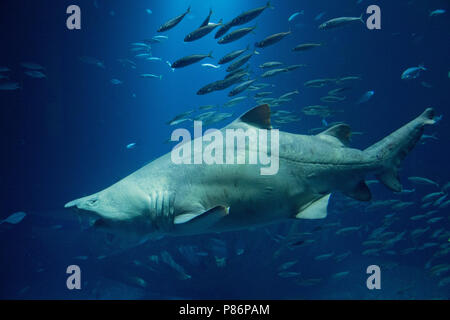 09. Juli 2018, Deutschland, Stralsund: ein Sandtigerhai schwimmt im Aquarium 'offenen Atlantik' (lit. offenen Atlantik) im Oceanarium und beobachtet werden und durch einen Besucher fotografiert. Die fast drei Meter langen Sand Tiger Shark weiblichen Niki wurde aus dem Berliner Zoo Aquarium in 2012 übertragen, weil Ihr Tank zu klein. Das Oceanarium ist die Oberseite der Linie von Mecklenburg-vorpommern Museumslandschaft. Seit seiner Eröffnung vor zehn Jahren 6, 2 Millionen Menschen besuchten das Ozeanarium. Nun, die Fusion mit der ozeanographischen Museums ist geplant. Foto: Stefan Sauer/dpa Stockfoto
