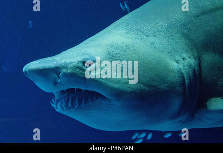 09. Juli 2018, Deutschland, Stralsund: ein Sandtigerhai schwimmt im Aquarium 'offenen Atlantik' (lit. offenen Atlantik) im Oceanarium und beobachtet werden und durch einen Besucher fotografiert. Die fast drei Meter langen Sand Tiger Shark weiblichen Niki wurde aus dem Berliner Zoo Aquarium in 2012 übertragen, weil Ihr Tank zu klein. Das Oceanarium ist die Oberseite der Linie von Mecklenburg-vorpommern Museumslandschaft. Seit seiner Eröffnung vor zehn Jahren 6, 2 Millionen Menschen besuchten das Ozeanarium. Nun, die Fusion mit der ozeanographischen Museums ist geplant. Foto: Stefan Sauer/dpa Stockfoto