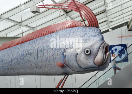 Stralsund, Deutschland. 09 Juli, 2018. Die Replik eines oarfish hängt in der Ausstellung des Oceanarium am Hafen. Das Oceanarium ist die Oberseite der Linie von Mecklenburg-vorpommern Museumslandschaft. Seit seiner Eröffnung vor zehn Jahren 6, 2 Millionen Menschen besuchten das Ozeanarium. Nun, die Fusion mit der ozeanographischen Museums ist geplant. Quelle: Stefan Sauer/dpa/Alamy leben Nachrichten Stockfoto