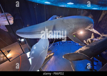 Stralsund, Deutschland. 09 Juli, 2018. Der Nachbau eines großen blauen Wal in der Ausstellungshalle "Riesen der Meere 1:1' (lit. Riesen der siehe 1:1). Das Oceanarium ist die Oberseite der Linie von Mecklenburg-vorpommern Museumslandschaft. Seit seiner Eröffnung vor zehn Jahren 6, 2 Millionen Menschen besuchten das Ozeanarium. Nun, die Fusion mit der ozeanographischen Museums ist geplant. Quelle: Stefan Sauer/dpa/Alamy leben Nachrichten Stockfoto