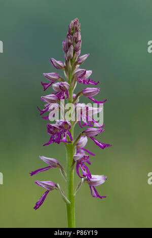 Closeup van de bloemen van het Soldaatje Germany, Close-up der militärischen Orchidee Blumen Deutschland Stockfoto