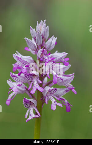 Closeup van de bloemen van het Soldaatje Germany, Close-up der militärischen Orchidee Blumen Deutschland Stockfoto