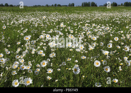Feld mit blühenden Oxeye Daisy Biesbosch, Veld met bloeiende Gewone Margriet Biesbosch Stockfoto