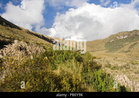 Papallacta Pass Ecuador Stockfoto