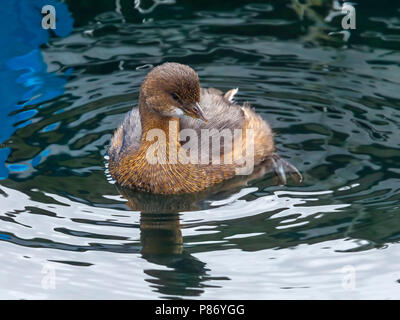 Nach winter Gefieder Pied-billed Grebe schwimmen in Angra de Heroismo Hafen, Terceira, Azoren. Februar 13, 2011. Stockfoto