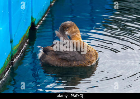 Nach winter Gefieder Pied-billed Grebe schwimmen in Angra de Heroismo Hafen, Terceira, Azoren. Februar 13, 2011. Stockfoto