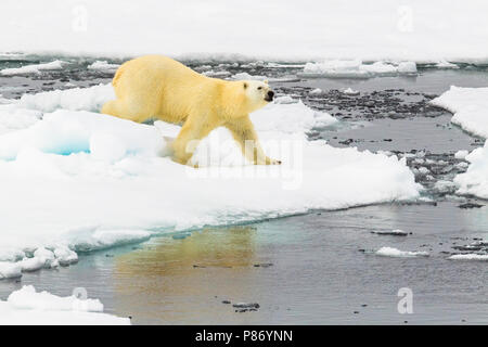 Polar Bear (Ursus marinus) Haussgarden, Grönland Meer. Yauming, dieser Bär wandert entlang unser Schiff. Stockfoto