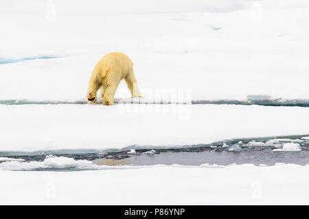 Polar Bear (Ursus marinus) Haussgarden, Grönland Meer. Yauming, dieser Bär wandert entlang unser Schiff. Stockfoto