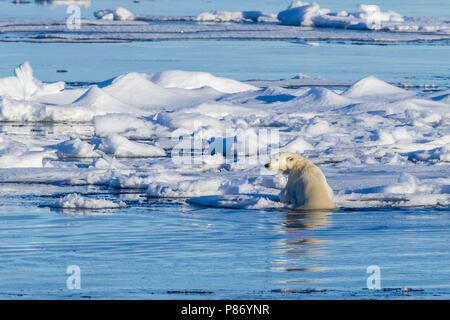 Polar Bear (Ursus marinus). Haussgarden, Grönland Meer. Kein Land für alte Tragen. Die deutsche Polarforschung expedition Schiff namens "Polarstern". Großen Atem fr Stockfoto