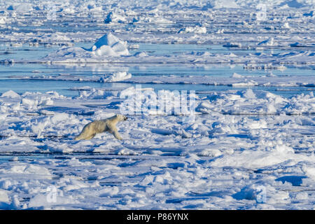 Polar Bear (Ursus marinus). Haussgarden, Grönland Meer. Kein Land für alte Tragen. Die deutsche Polarforschung expedition Schiff namens "Polarstern". Großen Atem fr Stockfoto