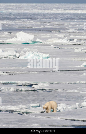 IJsbeer lopend op het pakijs; Eisbär Wandern auf dem Packeis Stockfoto