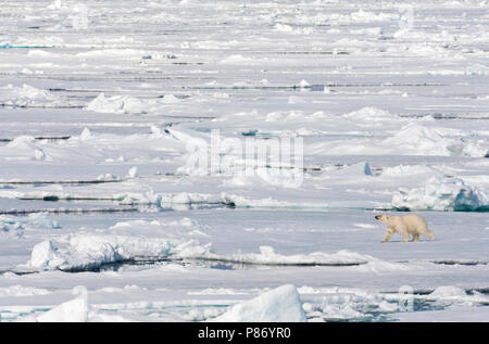 IJsbeer lopend op het pakijs; Eisbär Wandern auf dem Packeis Stockfoto