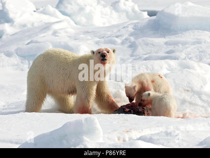 IJsbeer met prooi; Eisbär mit Beute Stockfoto