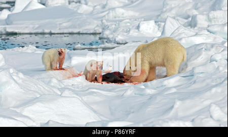 IJsbeer met prooi; Eisbär mit Beute Stockfoto