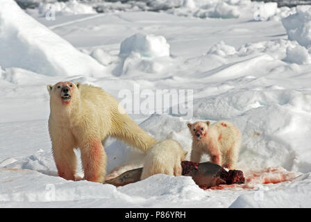 IJsbeer met prooi; Eisbär mit Beute Stockfoto