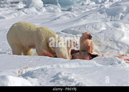 IJsbeer met prooi; Eisbär mit Beute Stockfoto