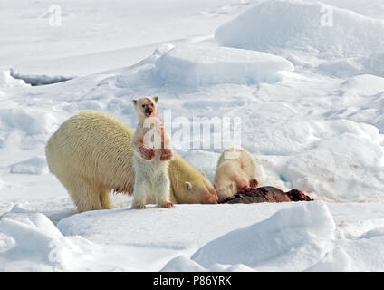 IJsbeer met prooi; Eisbär mit Beute Stockfoto