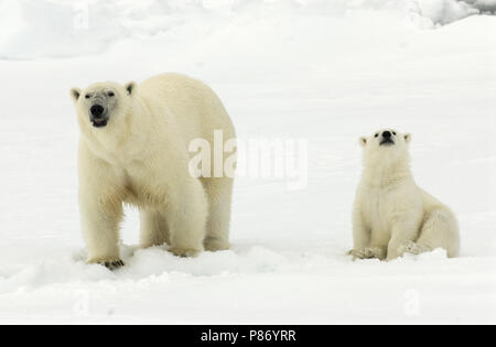 Eisbär mit Jungen; IJsbeer met Jong Stockfoto