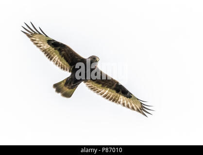 Unreife dunklen morph Rough-legged Hawk schwebt über Pico Corvo Island, Azoren. Oktober 14, 2013. Stockfoto