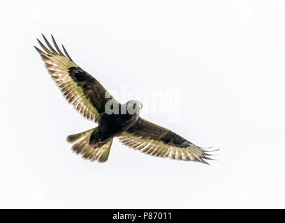 Unreife dunklen morph Rough-legged Hawk schwebt über Pico Corvo Island, Azoren. Oktober 14, 2013. Stockfoto