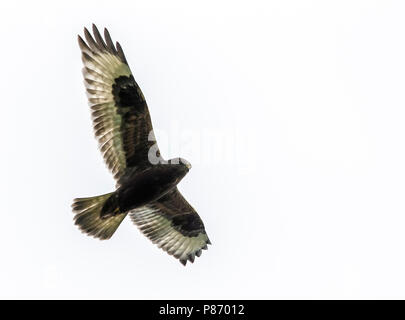 Unreife dunklen morph Rough-legged Hawk schwebt über Pico Corvo Island, Azoren. Oktober 14, 2013. Stockfoto