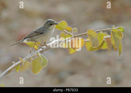 Rüppell's Warbler (Sylvia rueppelli), Weibliche Stockfoto