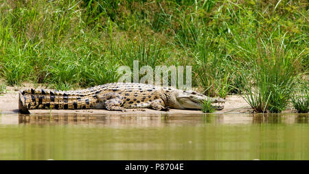 Zoutwaterkrokodil liggend aan Oever; Salzwasser Krokodil liegend auf Bank Stockfoto