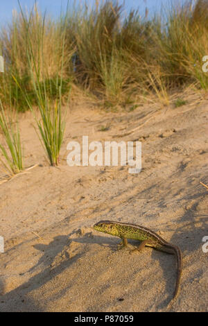 Zandhagedis in het Duin; Sand Eidechse auf einer Düne Stockfoto