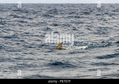 Scalloped Hammerhead Shark Angeln unsere Köder in der Nähe von Sao Nicolau, Kap Verde. Juni 04, 2018. Stockfoto