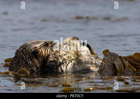 Twee Zeeotters in Seetang gedraaid Californie USA, zwei Seeotter eingewickelt in Seetang Kalifornien USA Stockfoto