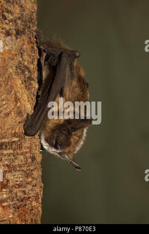 Hangende Serotine Laatvlieger; hängende Fledermaus Stockfoto