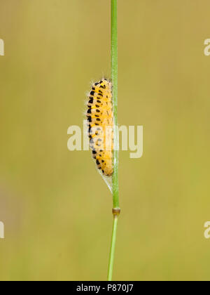 Rups van de Sint Jansvlinder; Caterpillar aus dem Six-spot Burnet; Stockfoto