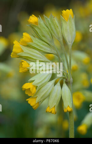 Gulden sleutelbloem, Schlüsselblume Stockfoto