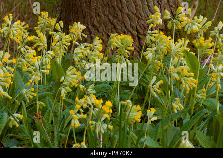 Gulden sleutelbloem, Schlüsselblume Stockfoto