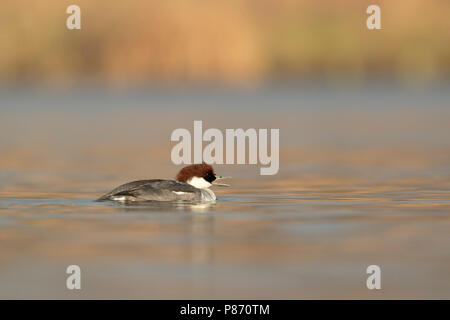 Nonnetje laagstandpunt; Smew weiblichen niedrigen Sicht Stockfoto