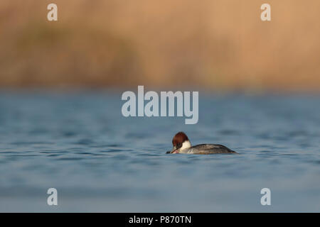 Nonnetje eet een Baars; smew Essen eine Stange; Stockfoto